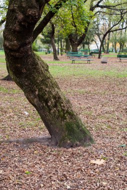 turuncu park arka plan