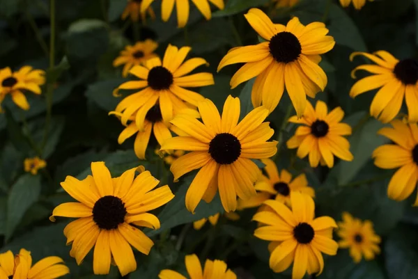 Islak çiçek arka plan ve doku