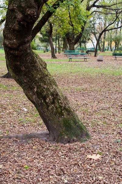 turuncu park arka plan