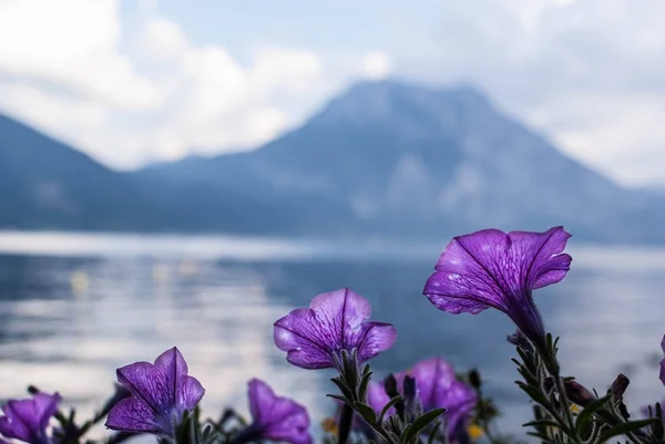 Flores violetas con bigotes en el fondo Imagen de archivo