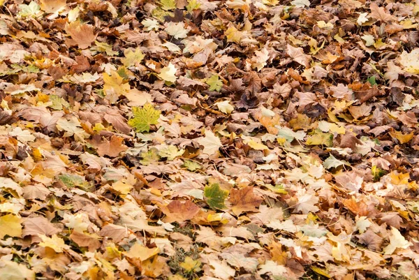 Folhas de outono amarelas, laranja e vermelhas — Fotografia de Stock