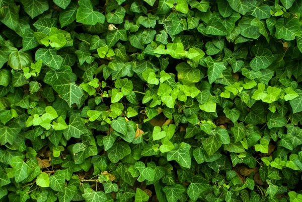 Sfondo foglia verde e texture — Foto Stock