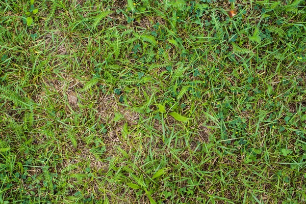 yeşil çim. doğal arka plan dokusu.