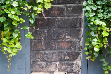 doğal Ivy çerçeve üzerinde eski bir tuğla duvar