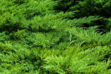 yeşil yaprak arkaplanı ve dokusu