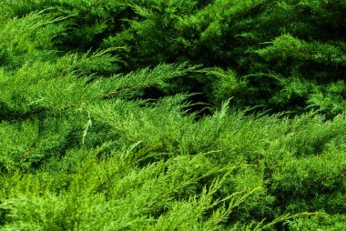 yeşil yaprak arkaplanı ve dokusu