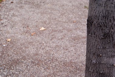 Bir ağaç gövdesini kapatın.