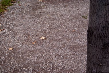 Bir ağaç gövdesini kapatın.