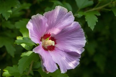 Menekşe çiçek closeup arka planı için