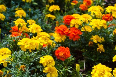 turuncu ve sarı çiçek kadife çiçeği