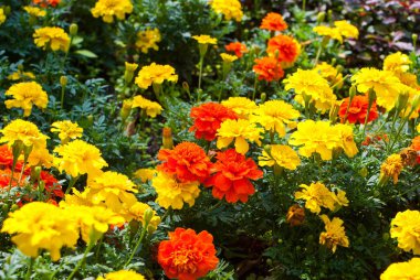 turuncu ve sarı çiçek kadife çiçeği