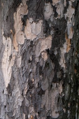 eski ağaç kabuğu