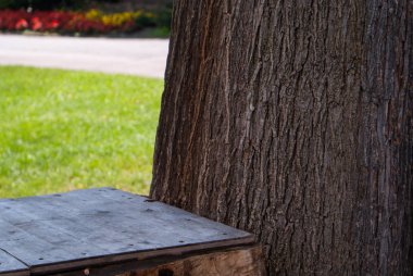 Bir ağaç gövdesini kapatın.