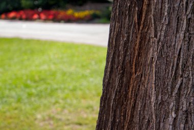 Bir ağaç gövdesini kapatın.
