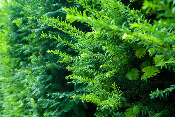 Fondo de hoja verde —  Fotos de Stock