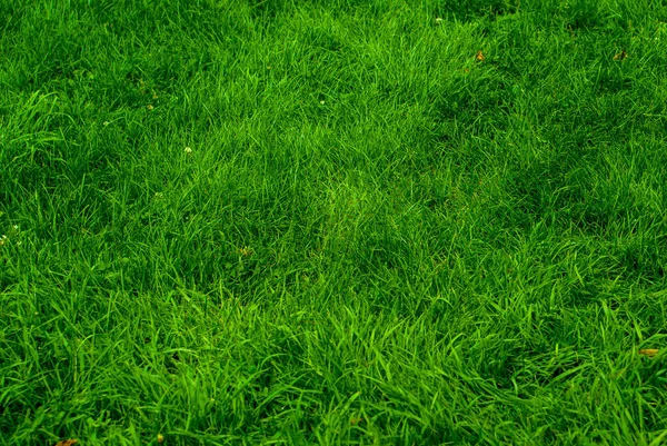 Achtergrond van de nieuwe groei groen gras in zonnige dag in de buitenlucht — Stockfoto