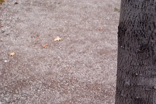 Bir ağaç gövdesini kapatın.