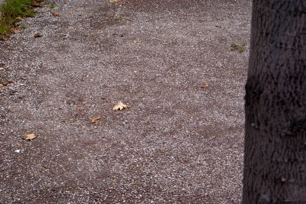 Bir ağaç gövdesini kapatın.