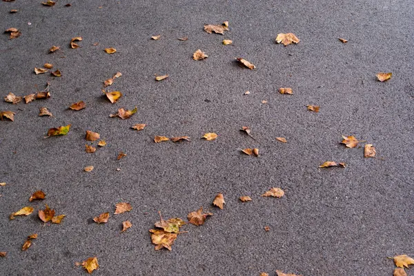 Estrada com as folhas caídas — Fotografia de Stock
