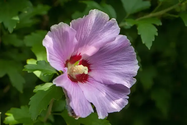 Menekşe çiçek closeup arka planı için