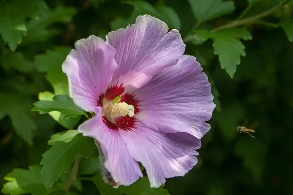 Menekşe çiçek böcek closeup ile
