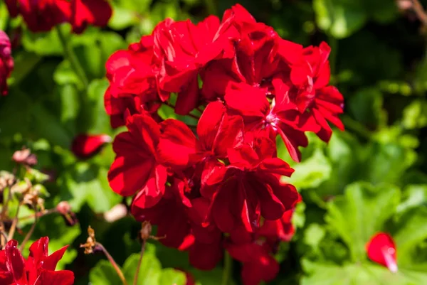 Kırmızı çiçekler ile portre yapraklar