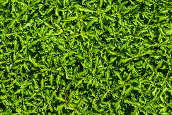 Folha verde fundo e textura — Fotografia de Stock