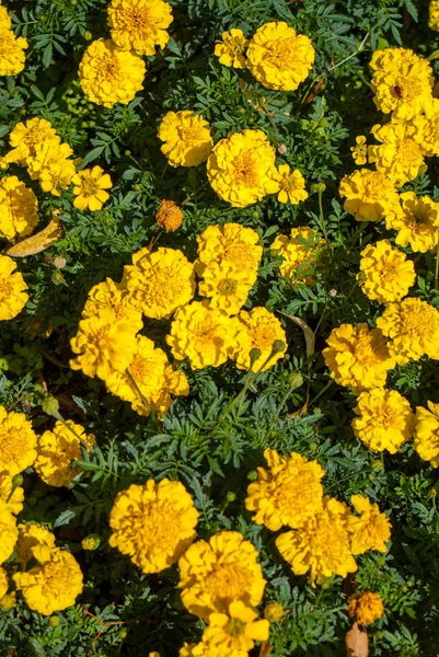 Оранжевые и желтые цветы Marigold — стоковое фото