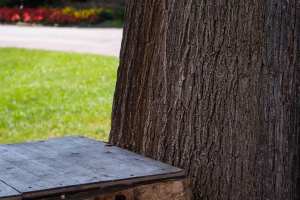 Bir ağaç gövdesini kapatın.