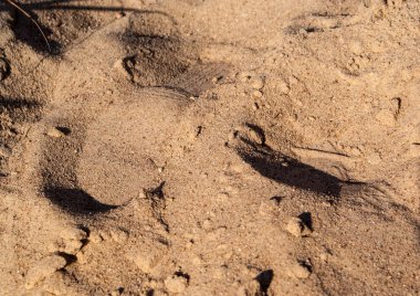 Sahilde küçük kum tepeleri. kum doku