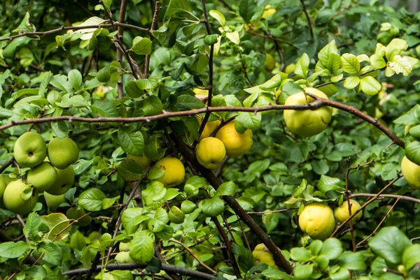 Elma dalında elmalar