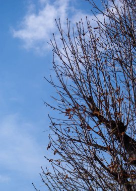 Ağaç arka plan ve doku dalı