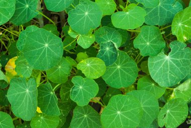 yeşil yapraklar arkaplan ve doku