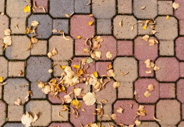 kaldırımda Sonbaharda akçaağaç yaprakları