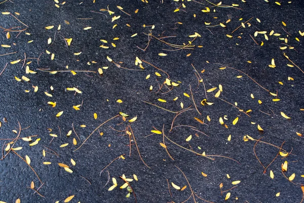 Vermelho, amarelo e laranja outono folhas cair fundo — Fotografia de Stock
