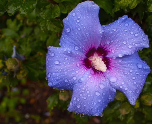Islak menekşe çiçek portre