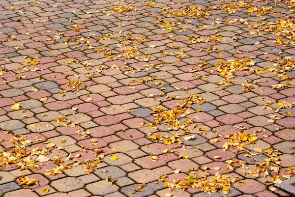 Autumn maple leaves on the sidewalk — Stock Photo, Image