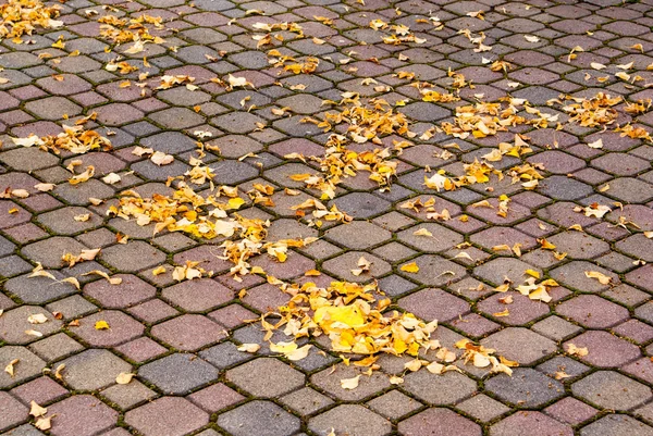 Kaldırımda Sonbaharda akçaağaç yaprakları — Stok fotoğraf
