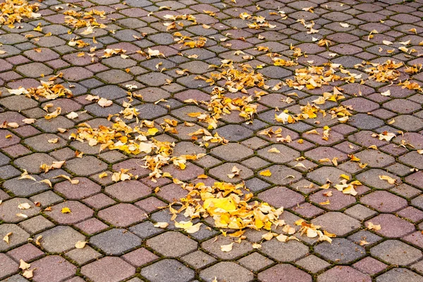 Höst lönnlöv på trottoaren — Stockfoto