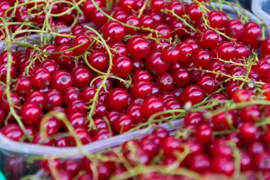 Kırmızı kızılcık arka planı için