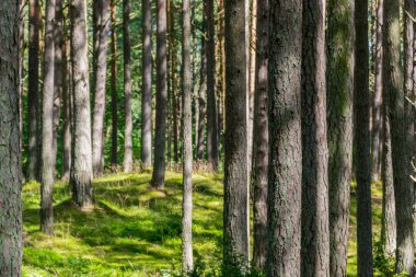 Yaz orman manzara ve yaz orman arka plan