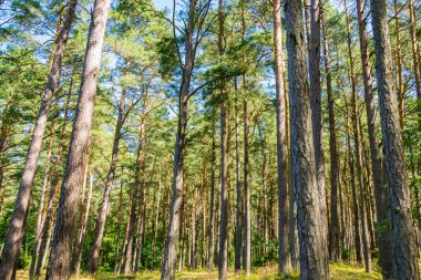 Yaz orman manzara ve yaz orman arka plan