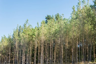 Yaz orman manzara ve yaz orman arka plan