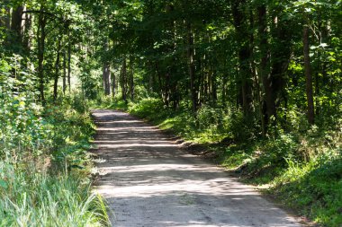 Ağaçlar üzerinde güneş ile forrest yolundaki