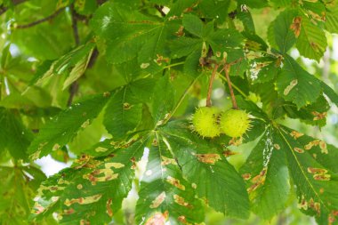 Bugs ile çiçeklenme yaz aylarında kestane ağacı gelişimi