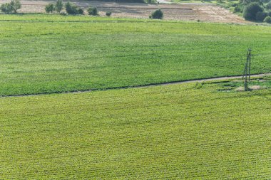 Elektrik direğinden ortasında tarım alanları