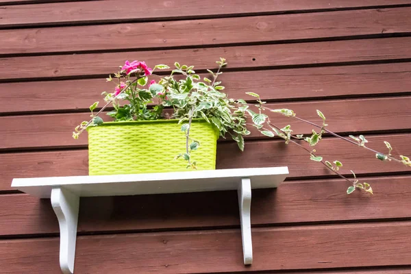 Ahşap arka plan üzerinde yeşil bir tencerede çiçek — Stok fotoğraf