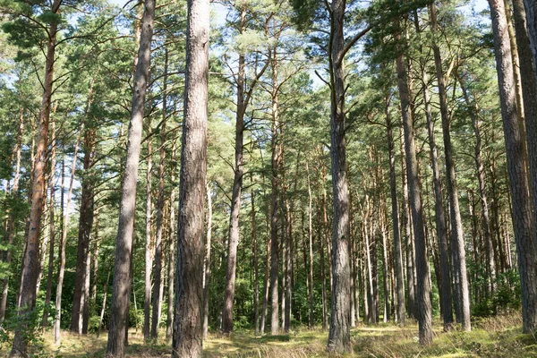 Letní lesní krajina a letní lesní pozadí — Stock fotografie