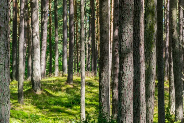 Yaz orman manzara ve yaz orman arka plan