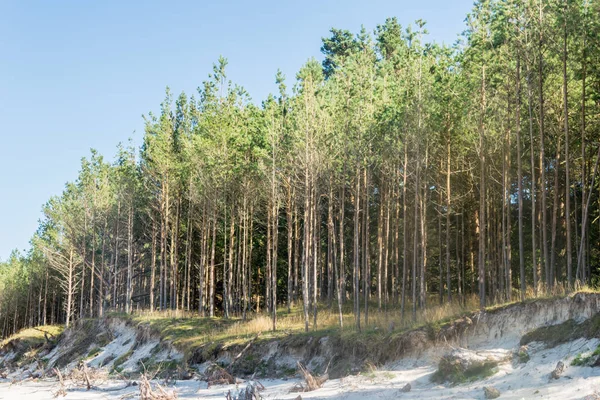 Yaz orman manzara ve yaz orman arka plan